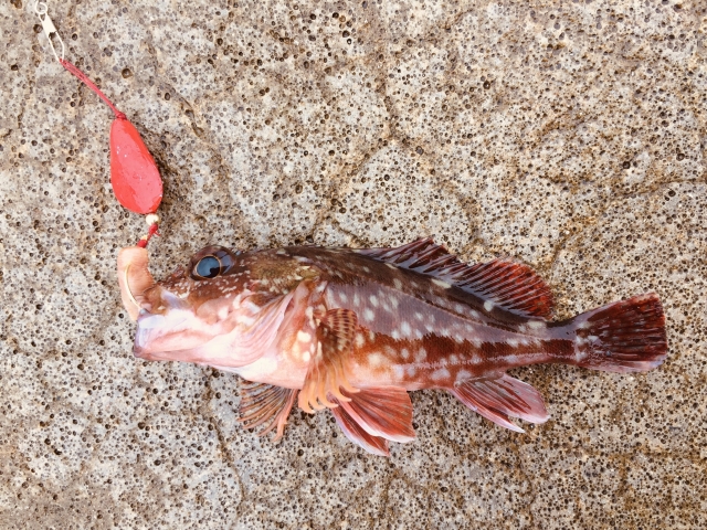 ロックフィッシュ 根魚 といえばあいつ カサゴの釣り方 釣りsuru