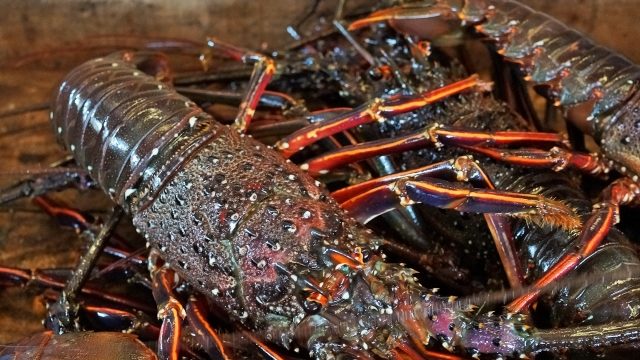 伊勢海老釣り 禁断の釣り 釣りsuru